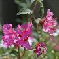Elegant Clarkia  2000 Seeds  Clarkia unguiculata