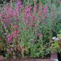 Elegant Clarkia  2000 Seeds  Clarkia unguiculata