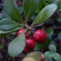 Bearberry  25 Seeds  Arctostaphylos uva-ursi