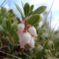 Bearberry  25 Seeds  Arctostaphylos uva-ursi