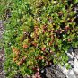 Bearberry  25 Seeds  Arctostaphylos uva-ursi