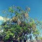 Horseradish Tree Moringa oleifera 20 Seeds