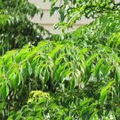 China Doll Plant 100 Seeds Radermachera sinica China Doll Plant 100 Seeds Radermachera sinica