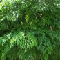 China Doll Plant  100 Seeds  Radermachera sinica