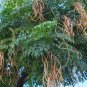 China Doll Plant  100 Seeds  Radermachera sinica