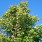 China Doll Plant  100 Seeds  Radermachera sinica