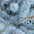 Blue Spruce Picea pungens 100 Seeds Blue Spruce Picea pungens 100 Seeds