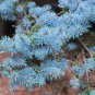 Blue Spruce Picea pungens 100 Seeds
