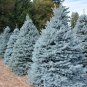 Blue Spruce Picea pungens 100 Seeds