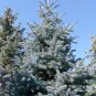 Blue Spruce Picea pungens 100 Seeds