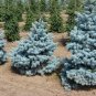 Blue Spruce Picea pungens 100 Seeds