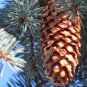Blue Spruce Picea pungens 100 Seeds