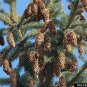Blue Spruce Picea pungens 100 Seeds