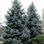 Blue Spruce Picea pungens 100 Seeds