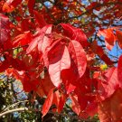 Sourwood Oxydendrum arboreum 100 Seeds