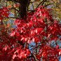 Sourwood Oxydendrum arboreum 100 Seeds