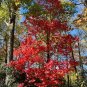 Sourwood Oxydendrum arboreum 100 Seeds