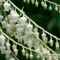 Sourwood Oxydendrum arboreum 100 Seeds