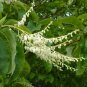 Sourwood Oxydendrum arboreum 100 Seeds