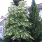Sourwood Oxydendrum arboreum 100 Seeds