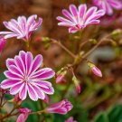Siskiyou Lewisia  100 Seeds  Lewisia cotyledon