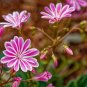 Siskiyou Lewisia 100 Seeds Lewisia cotyledon