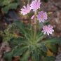 Siskiyou Lewisia 100 Seeds Lewisia cotyledon