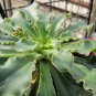 Siskiyou Lewisia 100 Seeds Lewisia cotyledon