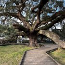Live Oak Quercus virginiana 10 Seeds Live Oak Quercus virginiana 10 Seeds