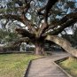 Live Oak  Quercus virginiana  10 Seeds