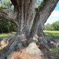 Live Oak  Quercus virginiana  10 Seeds