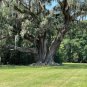 Live Oak  Quercus virginiana  10 Seeds