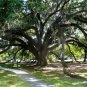 Live Oak  Quercus virginiana  10 Seeds
