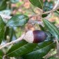 Live Oak  Quercus virginiana  10 Seeds