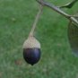 Live Oak  Quercus virginiana  10 Seeds
