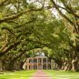 Live Oak  Quercus virginiana  10 Seeds