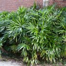 Broadleaf Lady Palm Rhapis excelsa 5 Seeds