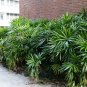 Broadleaf Lady Palm Rhapis excelsa 5 Seeds
