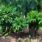 Broadleaf Lady Palm Rhapis excelsa 5 Seeds