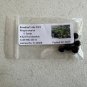 Broadleaf Lady Palm Rhapis excelsa 5 Seeds