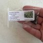 Broadleaf Lady Palm Rhapis excelsa 5 Seeds