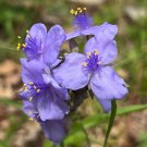 Ohio Spiderwort Tradescantia ohiensis 100 Seeds Ohio Spiderwort Tradescantia ohiensis 100 Seeds
