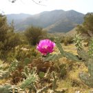 Tree Cholla Cylindropuntia imbricata 25 Seeds Tree Cholla Cylindropuntia imbricata 25 Seeds