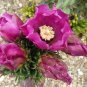 Tree Cholla Cylindropuntia imbricata 25 Seeds