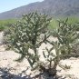 Tree Cholla Cylindropuntia imbricata 25 Seeds