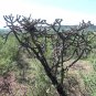 Tree Cholla Cylindropuntia imbricata 25 Seeds