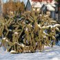 Tree Cholla Cylindropuntia imbricata 25 Seeds