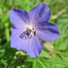 Meadow Cranesbill 10 Seeds Geranium pratense Meadow Cranesbill 10 Seeds Geranium pratense