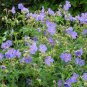 Meadow Cranesbill 10 Seeds Geranium pratense
