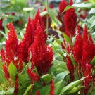 Red Celosia 250 Seeds Celosia plumosa Red Celosia 250 Seeds Celosia plumosa